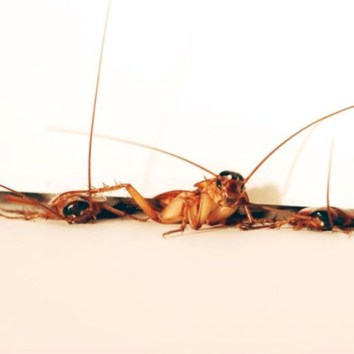 Penang Health Department probes Lorong Pitt eatery following claim of cockroach leg found in food