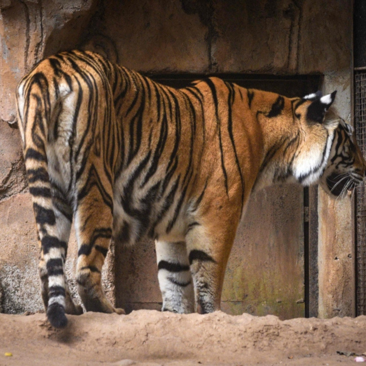 Born last year, gone within days: Feline virus kills two Bengal tiger cubs at Bandung Zoo, Indonesia