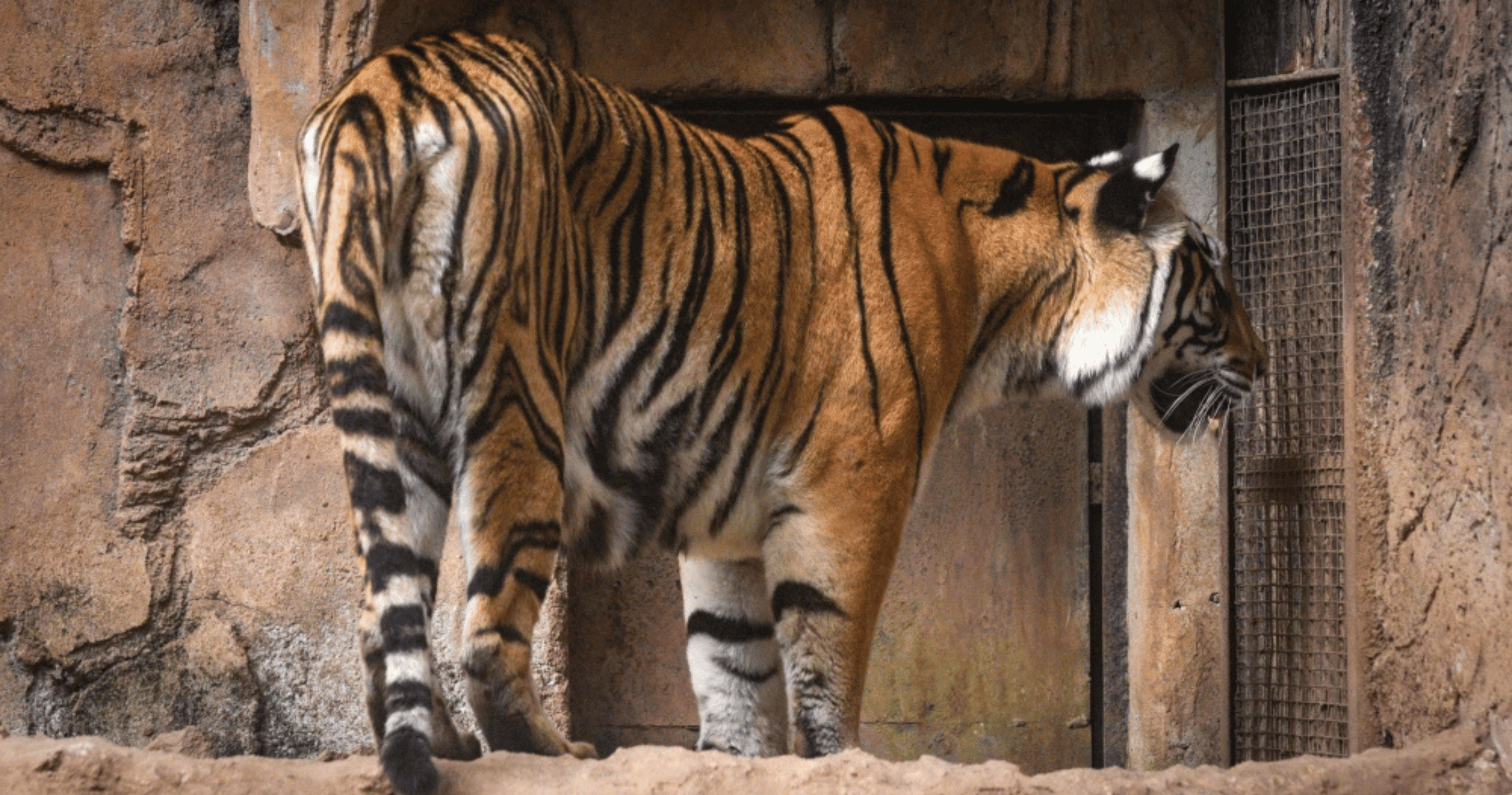 Born last year, gone within days: Feline virus kills two Bengal tiger cubs at Bandung Zoo, Indonesia