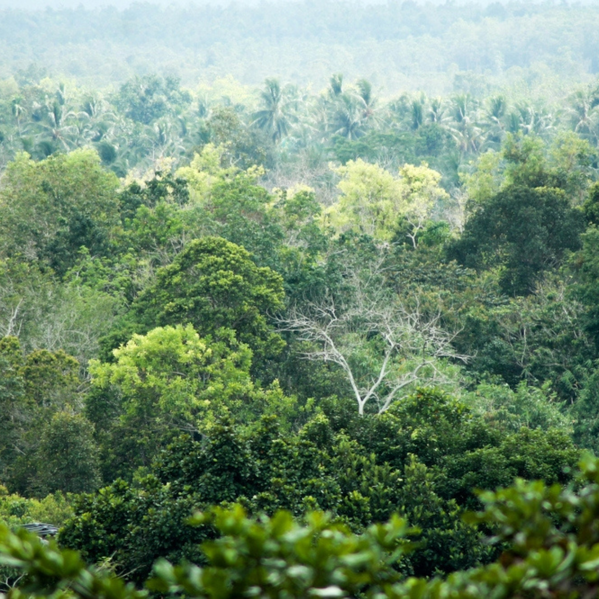 Search launched for missing helicopter carrying eight people in West Kalimantan