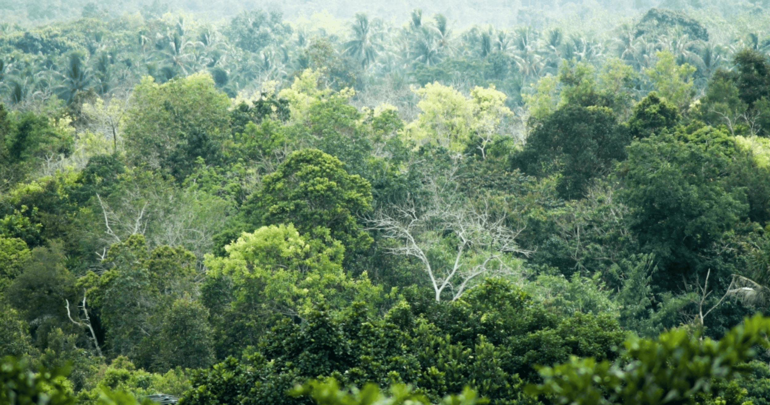 Search launched for missing helicopter carrying eight people in West Kalimantan