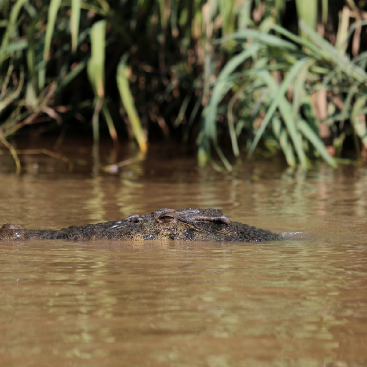 Sipitang residents alerted after crocodile spotted near water treatment plant