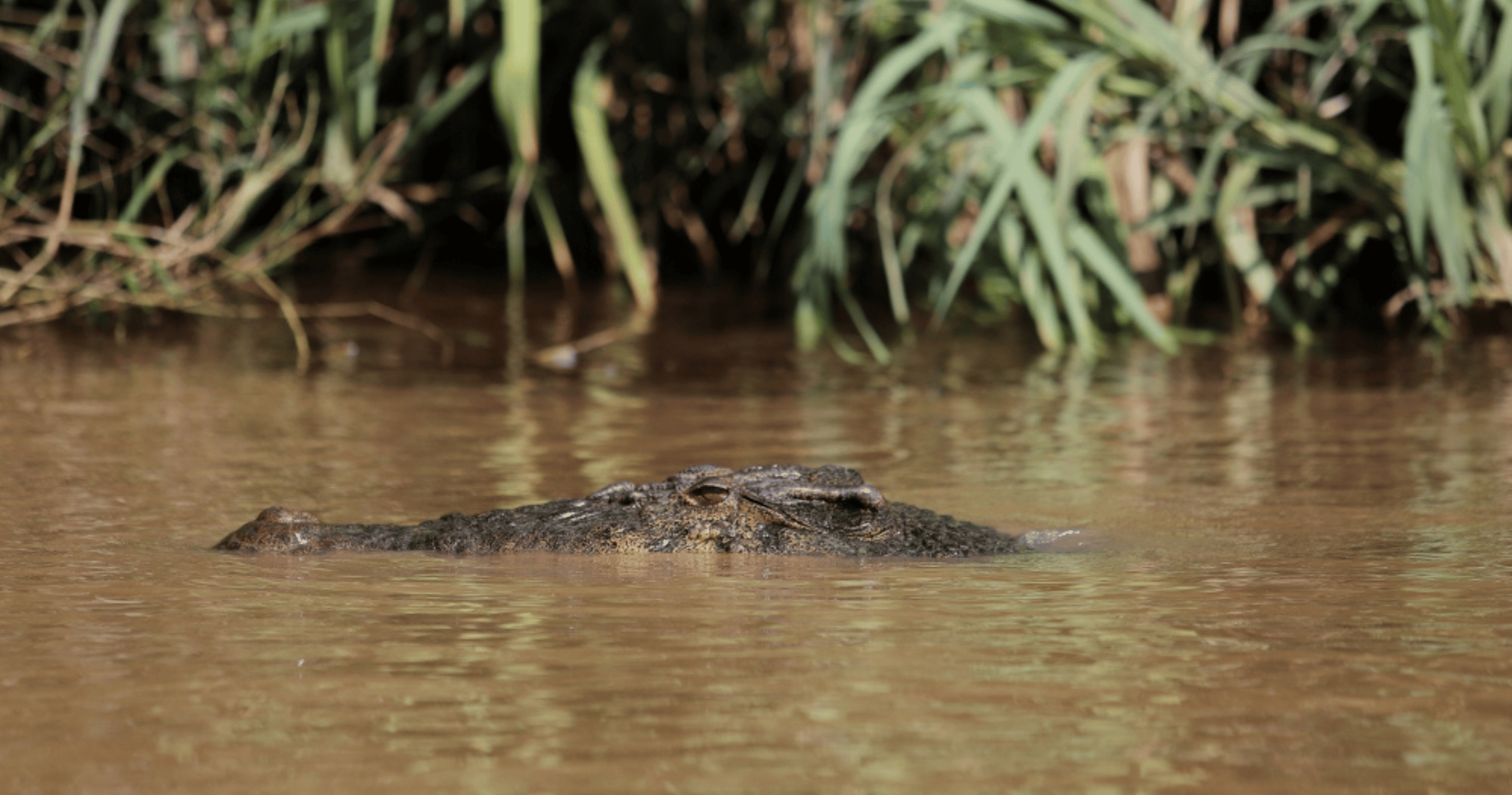 Sipitang residents alerted after crocodile spotted near water treatment plant