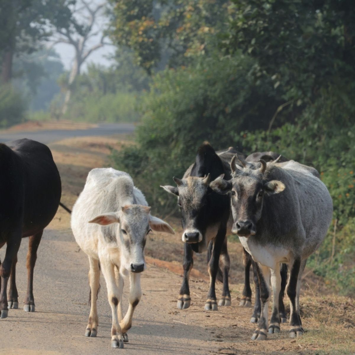Night-time journeys in Gua Musang are becoming increasingly dangerous as accidents involving stray cattle continue to rise.