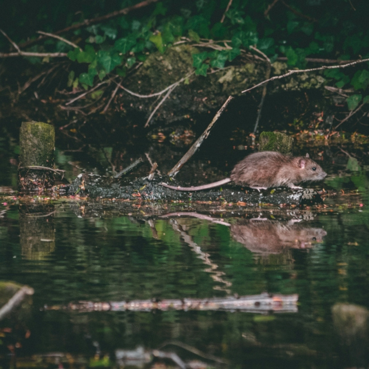 Negeri Sembilan has temporarily closed Ulu Bendul Recreational Forest Eco Park until May 24 following a suspected Leptospirosis outbreak.
