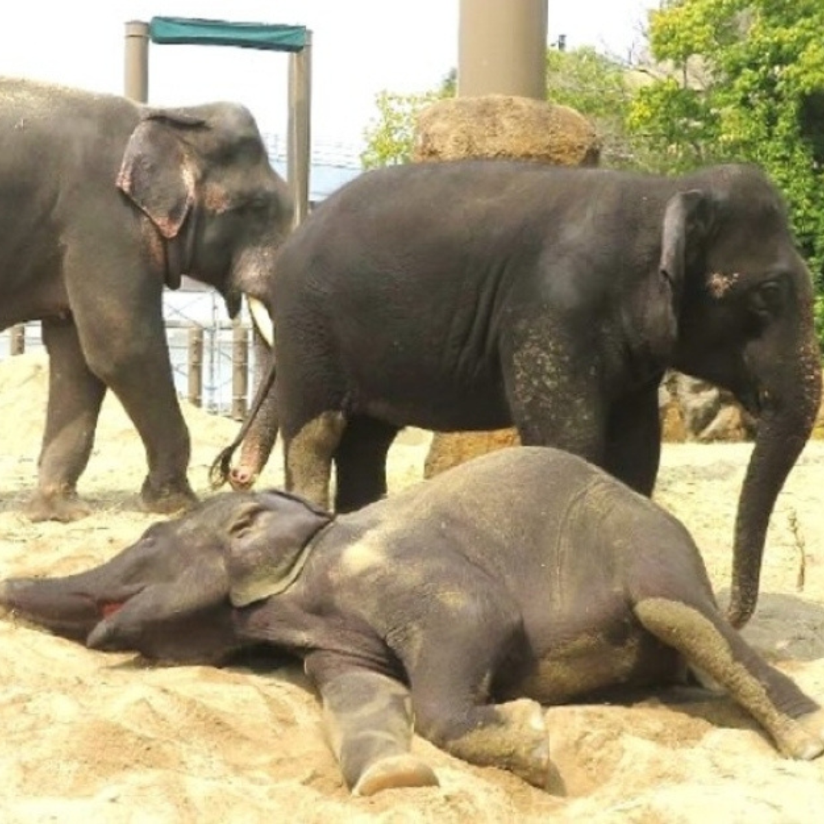 Deputy minister says return of three elephants from Osaka zoo cannot be rushed