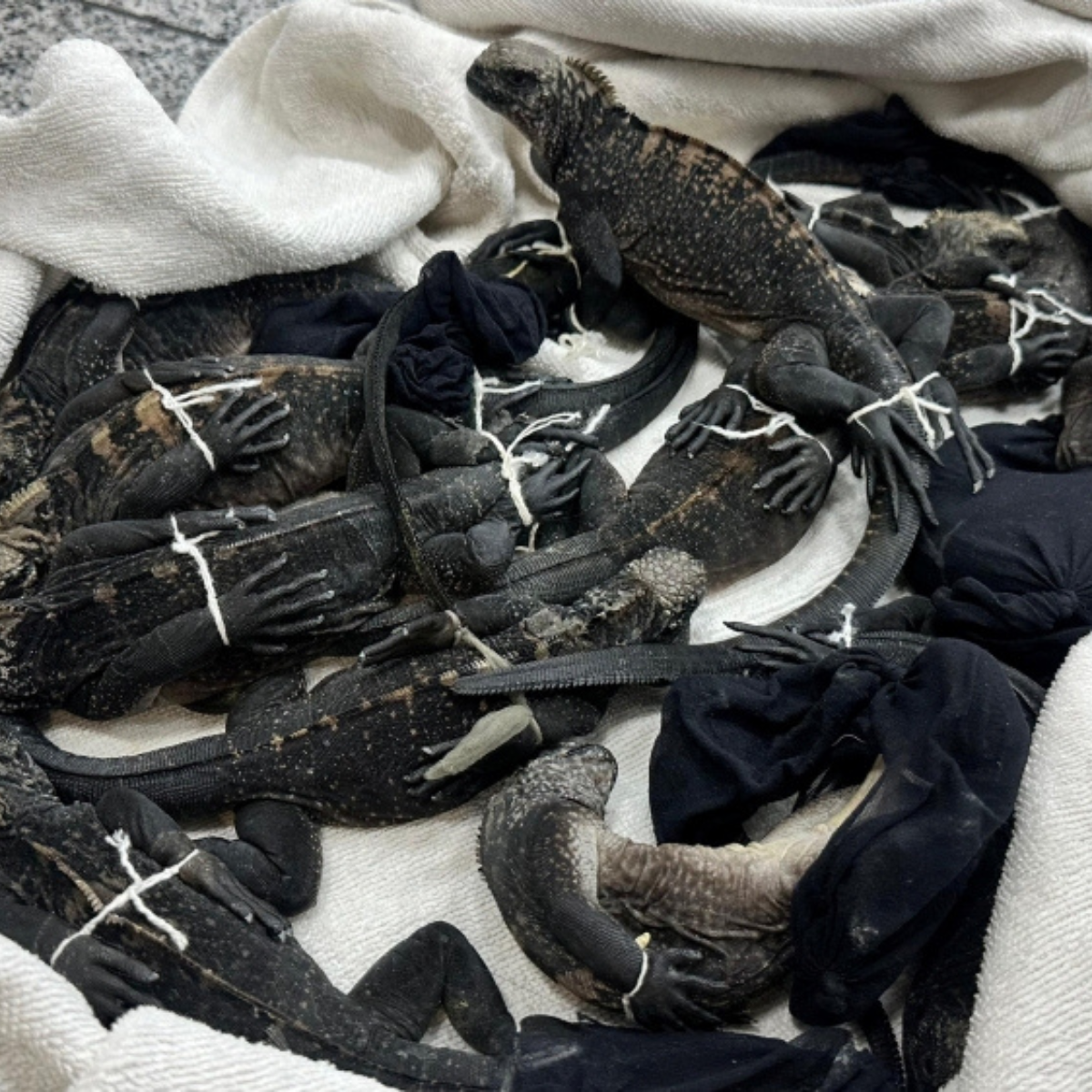 Three Thai nationals arrested in Ecuador over alleged smuggling of rare Galápagos iguanas