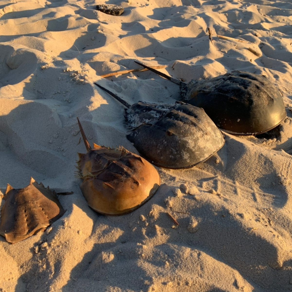 Malaysia records 14.44% rise in horseshoe crab landings, signalling boost for ancient species’ survival