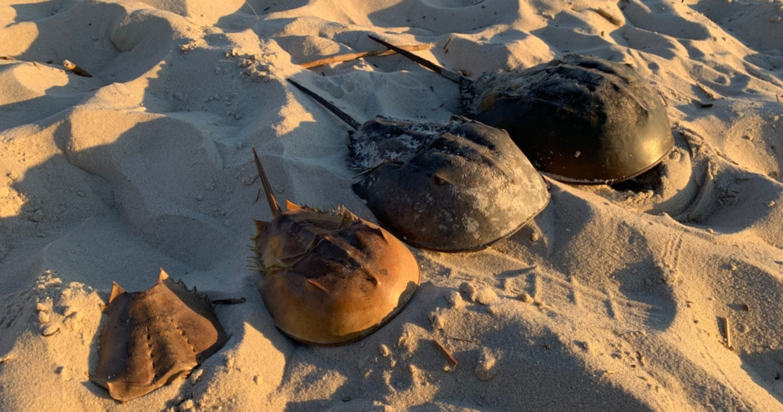 Malaysia records 14.44% rise in horseshoe crab landings, signalling boost for ancient species’ survival