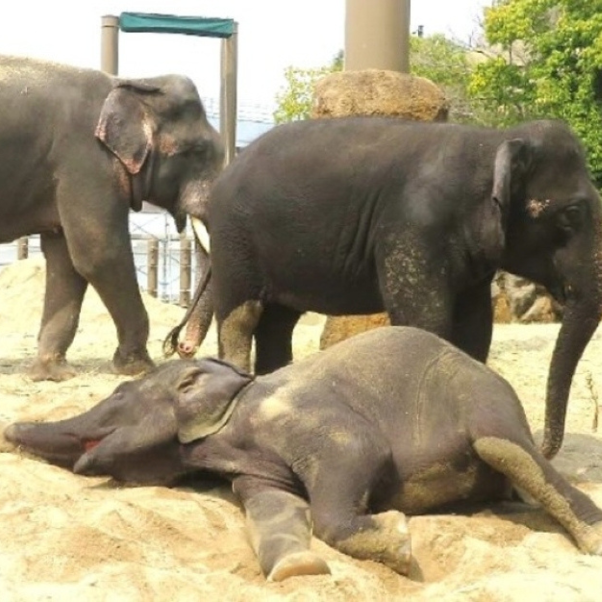 Elephants kept under observation in Japan as Malaysia monitors welfare of three sent to Tennoji Zoo.