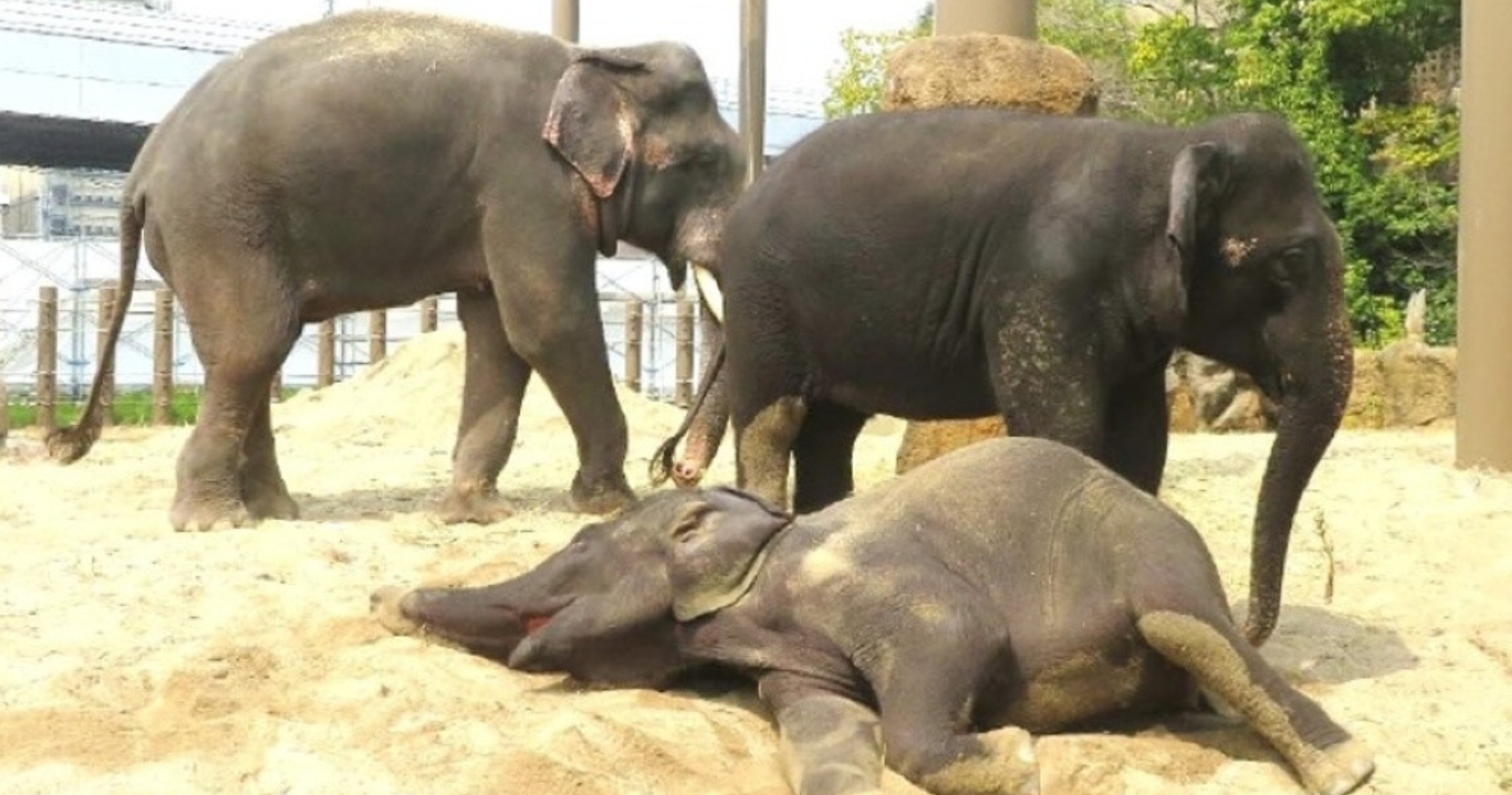 Elephants kept under observation in Japan as Malaysia monitors welfare of three sent to Tennoji Zoo.