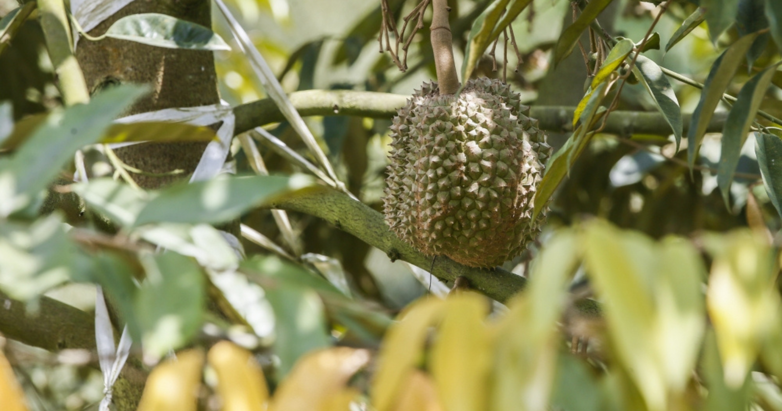Four arrested over Jasin durian gang theft after victim was threatened with a knife.