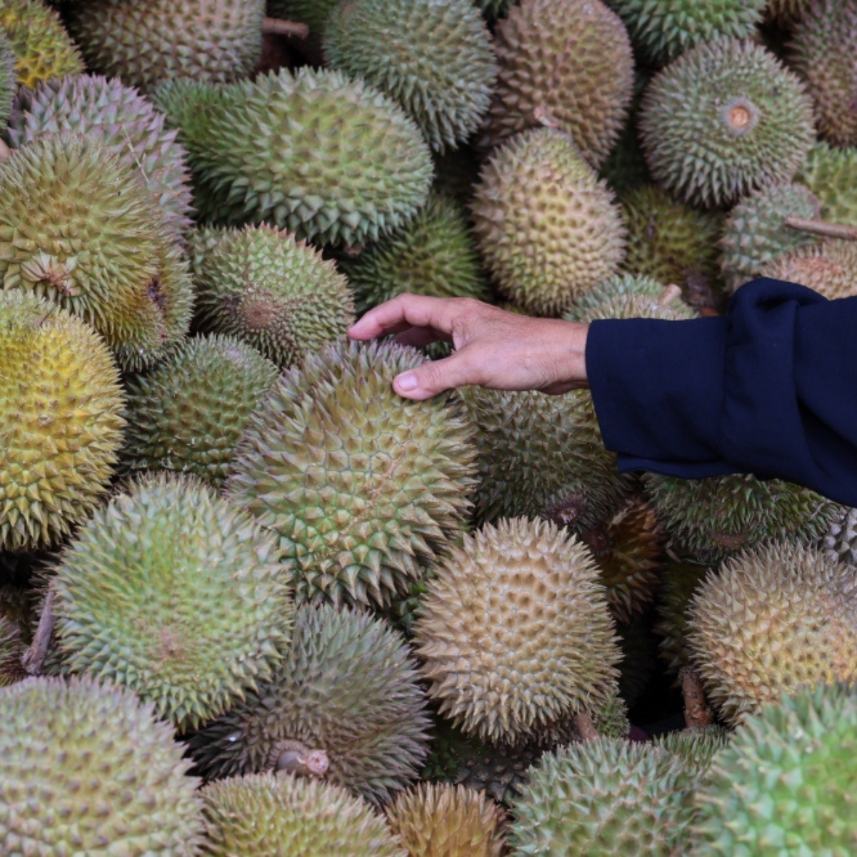PM Anwar pledges talks with China to help rescue durian farmers in Johor affected by price slump.