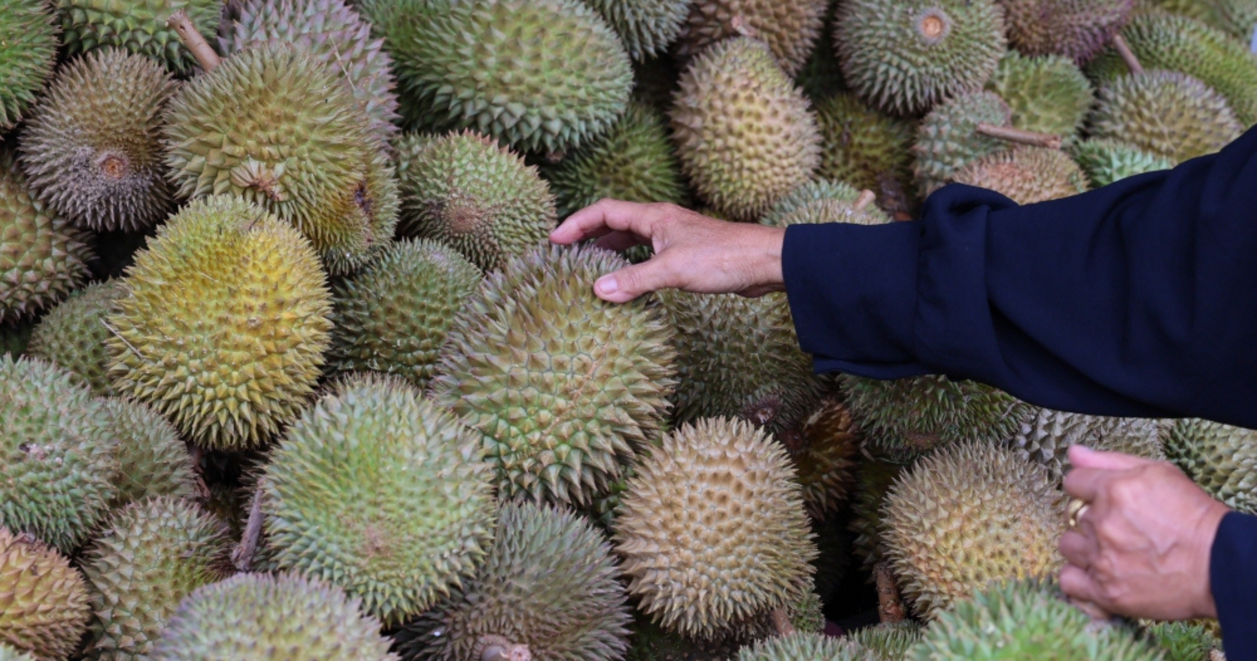 PM Anwar pledges talks with China to help rescue durian farmers in Johor affected by price slump.