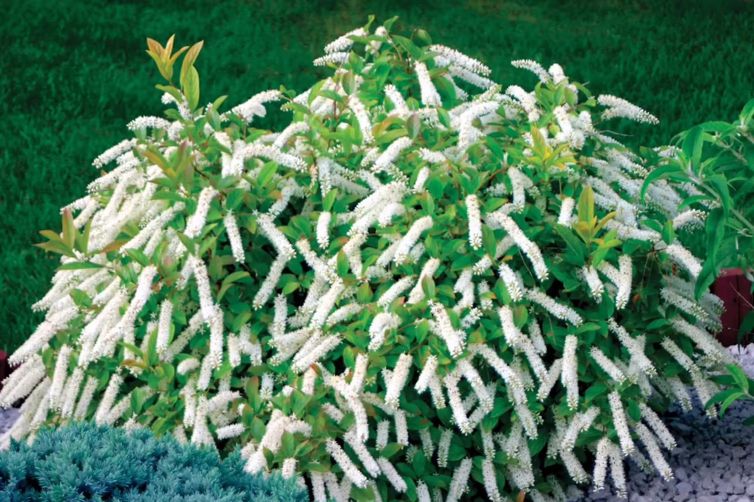 Virginia Sweetspire (Itea virginica)