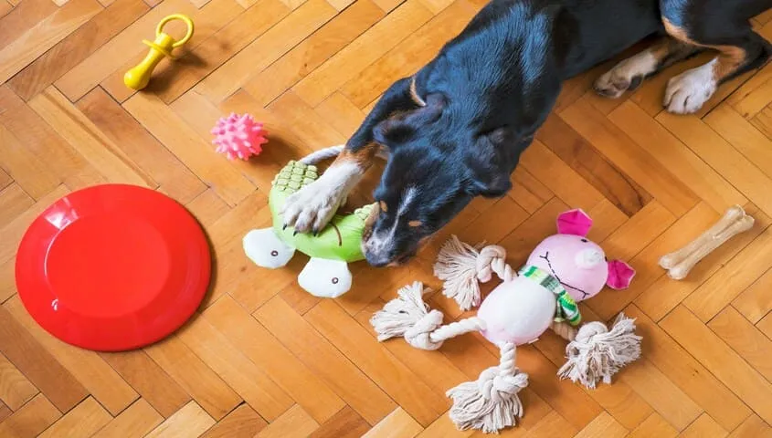 make money by selling pet supplies through dropshipping