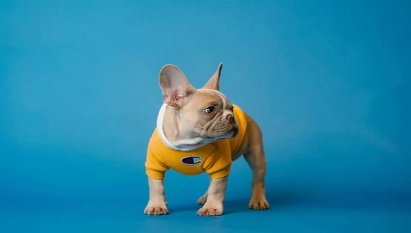 Best dropshipping products- pet accessories
