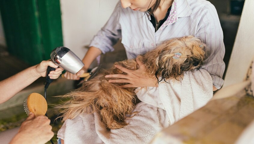 Professional dog grooming, a high-trust service method for how to make 100 dollars a day.