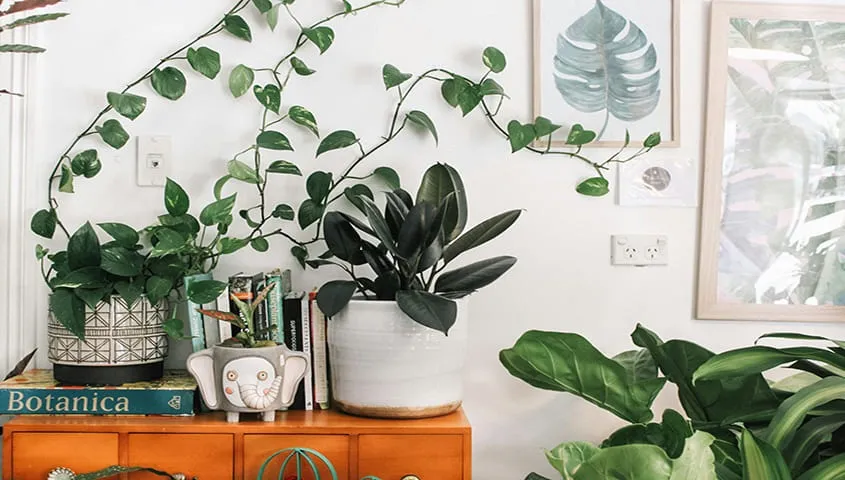 Plants for an etsy shop idea