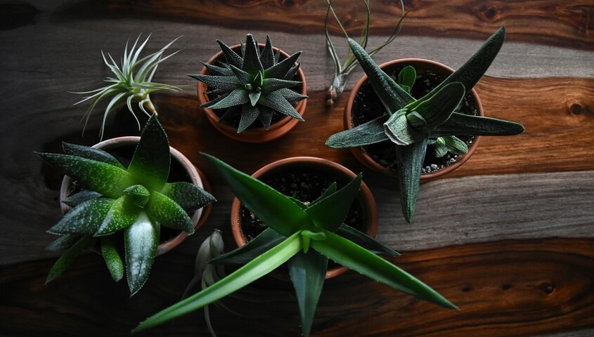 Indoor succulent plants and planters example of trending things to sell on etsy