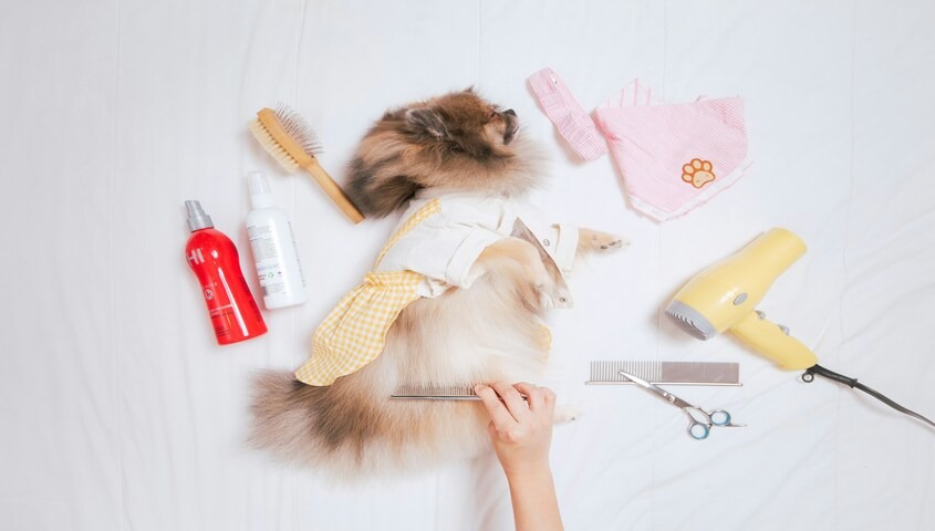 Personalized pet accessories and grooming items among easy things to sell on etsy