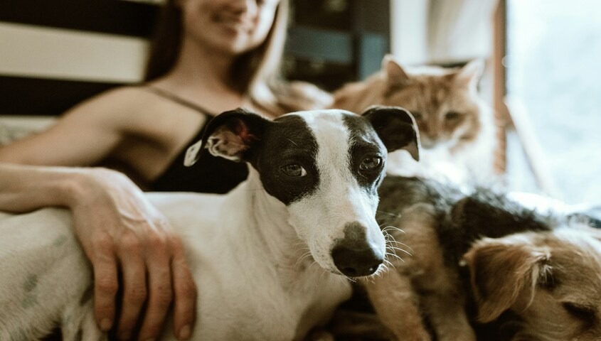 Person relaxing with two dogs and a cat, representing the pet sitting and dog walking service business available through platforms like Rover and Wag