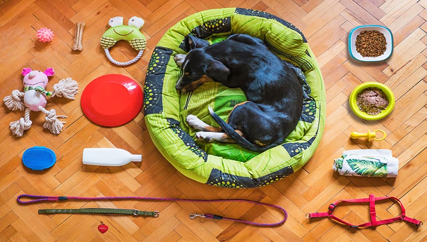 Pet accessories around the dog