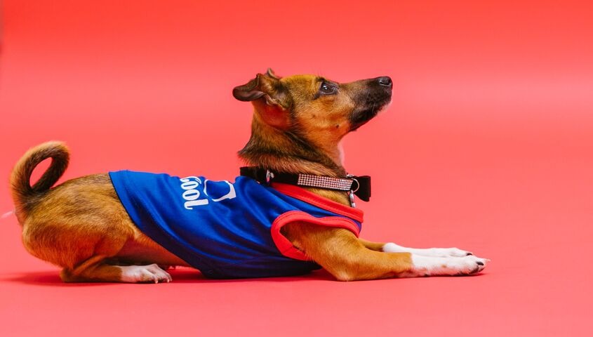 Small dog wearing a blue printed pet tank top against a red background