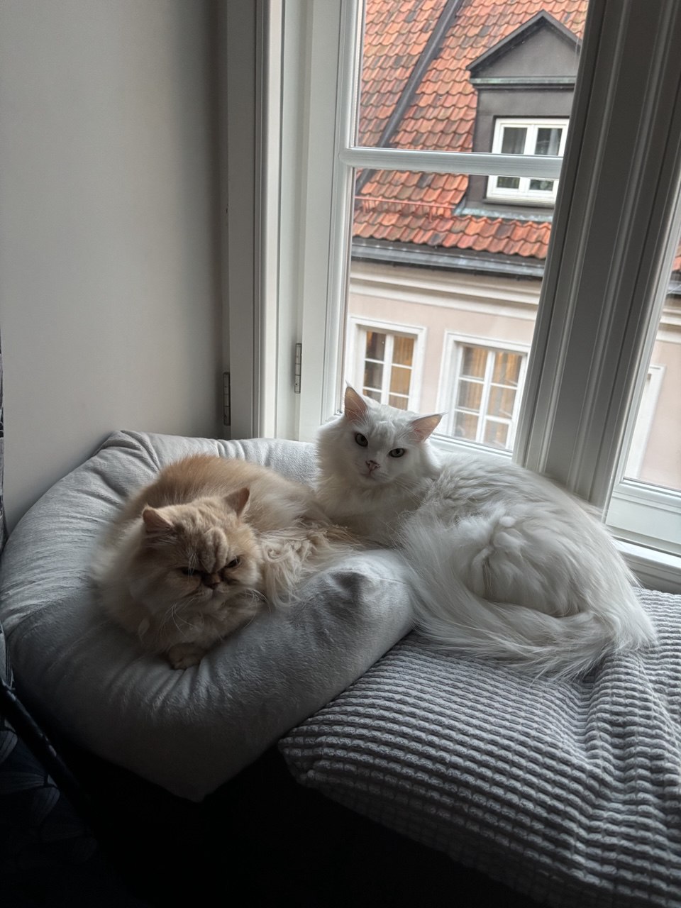 our cats