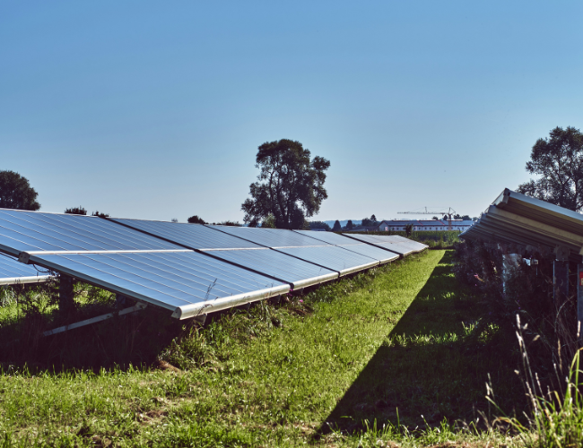 Rows of solar panels in a grassy field under a clear blue sky, with trees and distant buildings on the horizon.