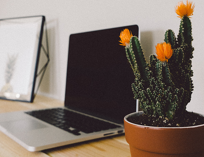 Close up of laptop sitting on desk with a colorful desk plant in a pot sitting beside it.