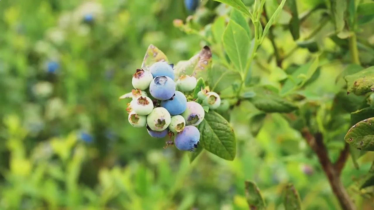 Cluster of ripe and unripe blueberries on a bush with green leaves, set against a blurred natural background.