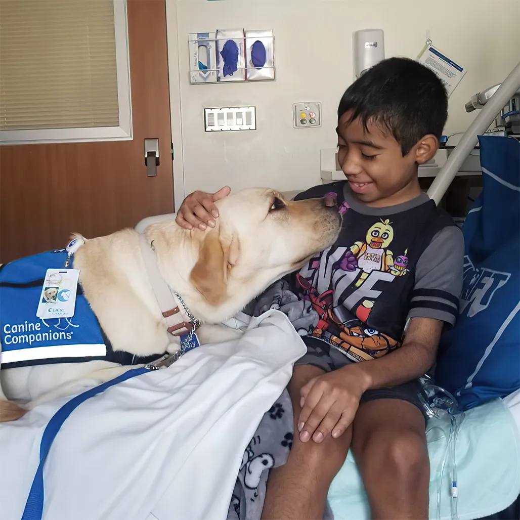 Boy in hospital bed smiles and gently strokes a Labrador retriever wearing a "Canine Companions" vest. The dog looks at the boy affectionately.