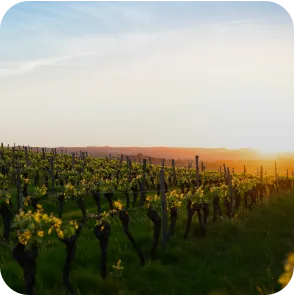 Bitwip Occitanie