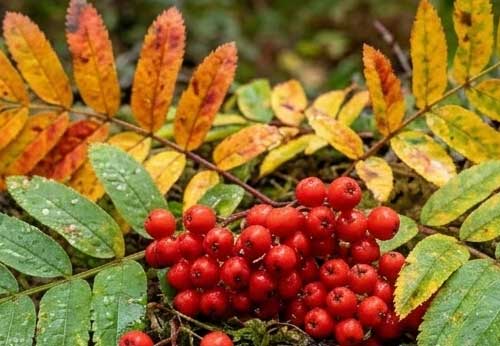 The Rowan - The Mountain Ash