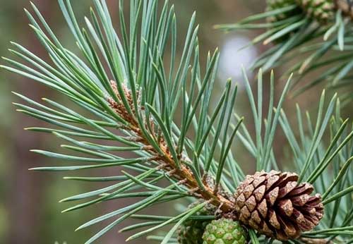 The Scots Pine - Our Native Evergreen
