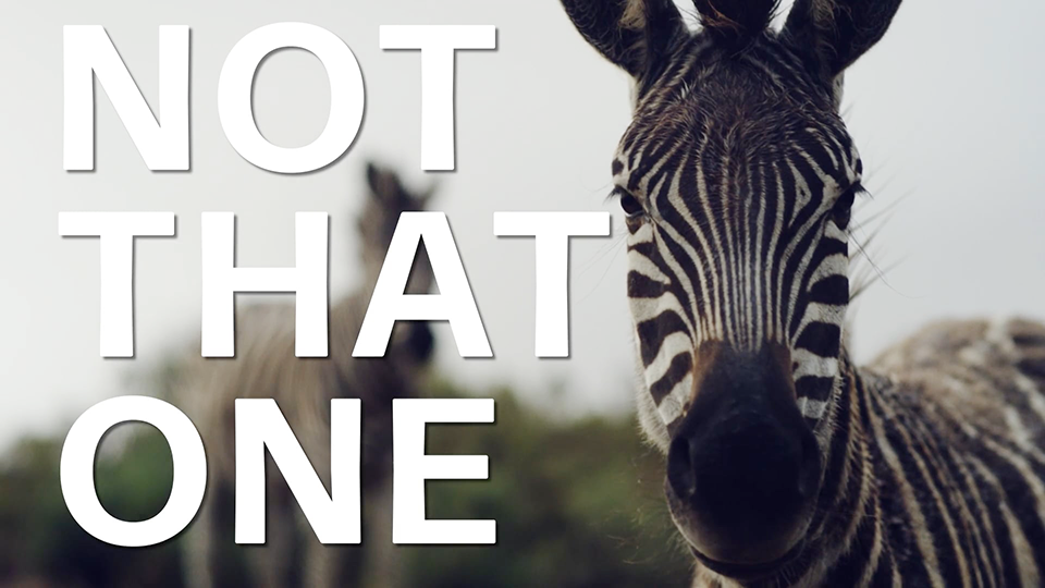 Photo of a zebra head with copy that says, "Not that one" as the screen saver for the Zebra Technolgies Case Study behind the scenes.