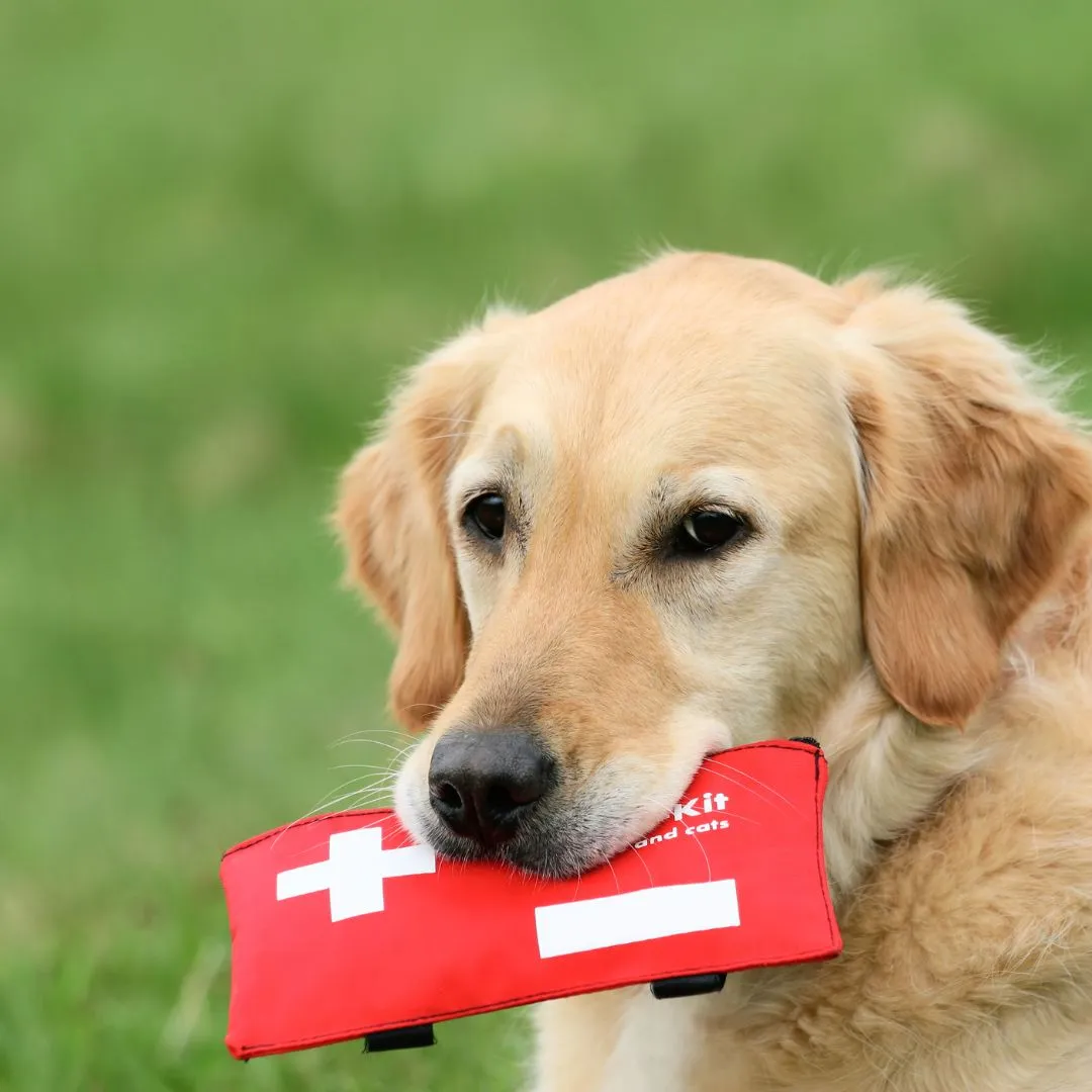 Pet First Aid