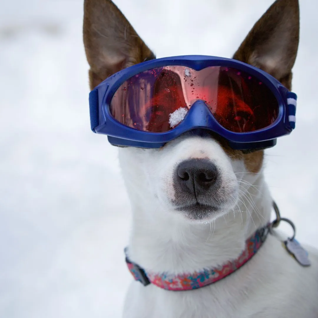 GTHS Ski For Pets