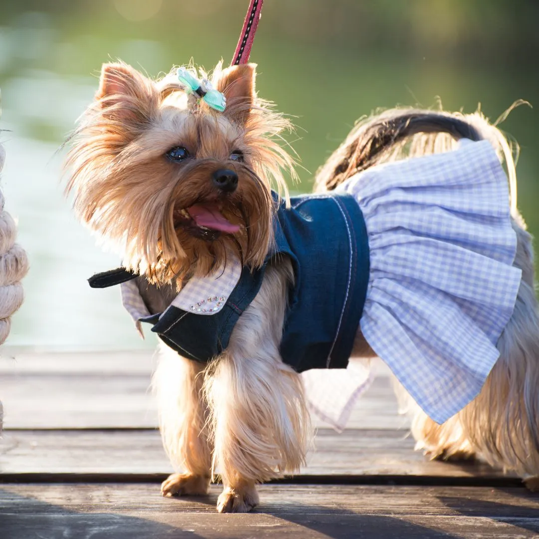 Curl For Pets at Collingwood Curling Club