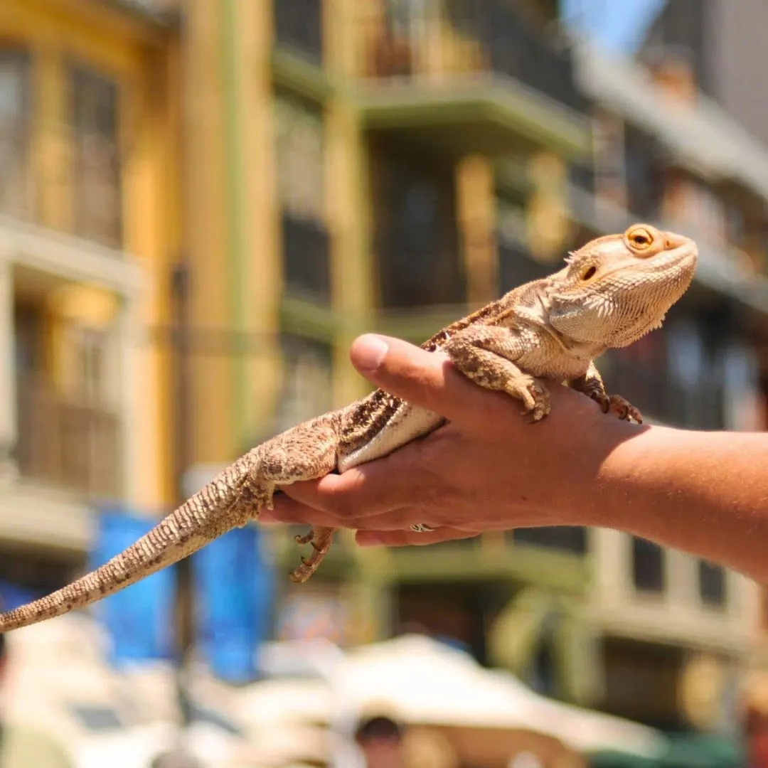 Reptile Discovery Day