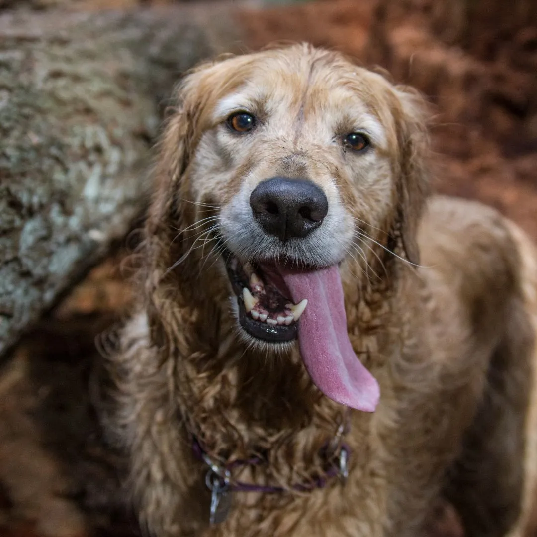 The 2024 Ruff Mudder