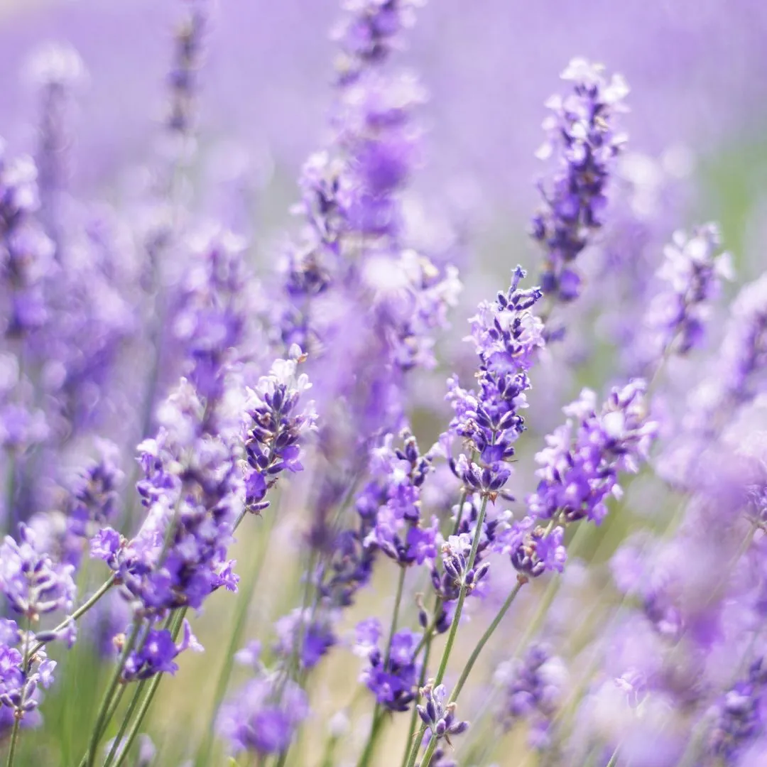 2024 Lavender Festival