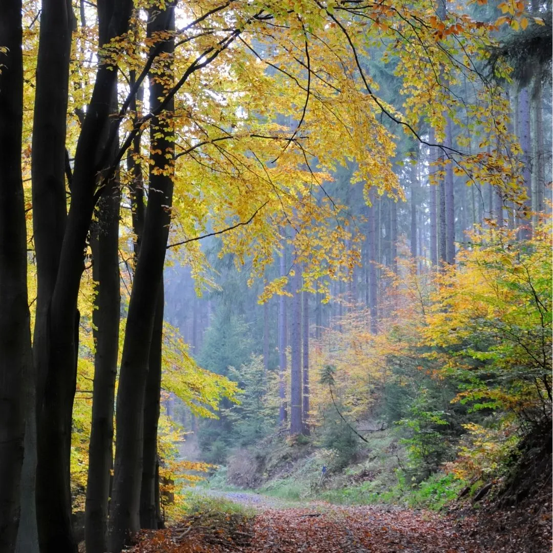 Men in the Forest: Ground, Calibrate, Connect and Restore