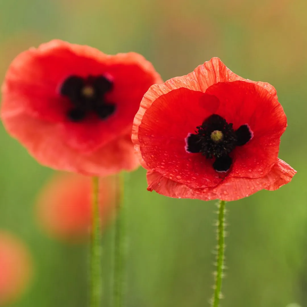 Remembrance Day Ceremony at George Duff Memorial Legion 2025