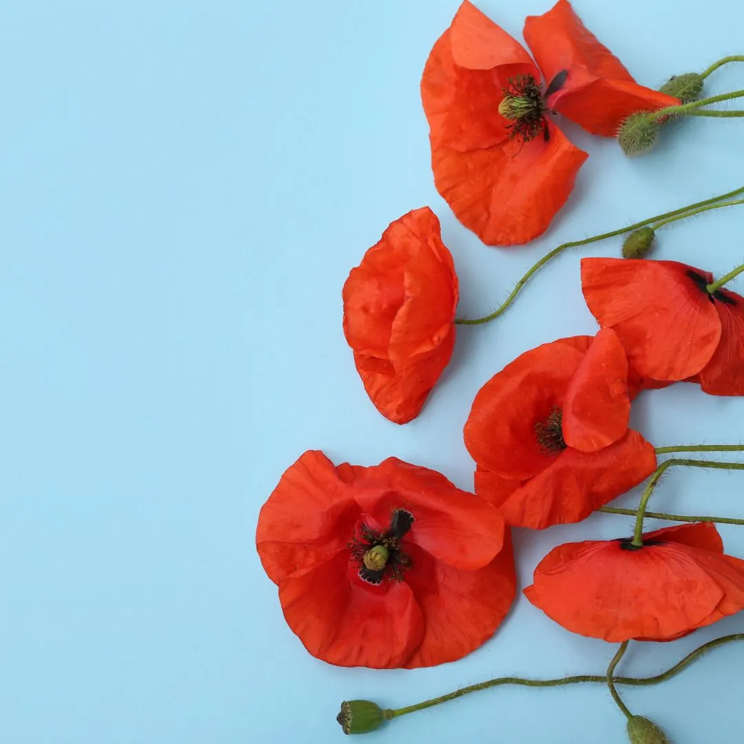 Remembrance Day Ceremony at Edward MacDonald Branch 499, Angus