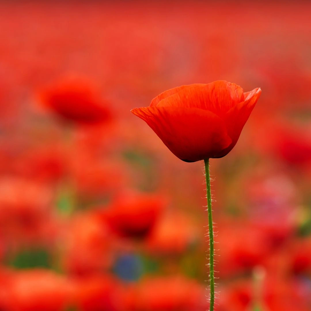 Remembrance Day Ceremony at Collingwood Station Cenotaph 2025