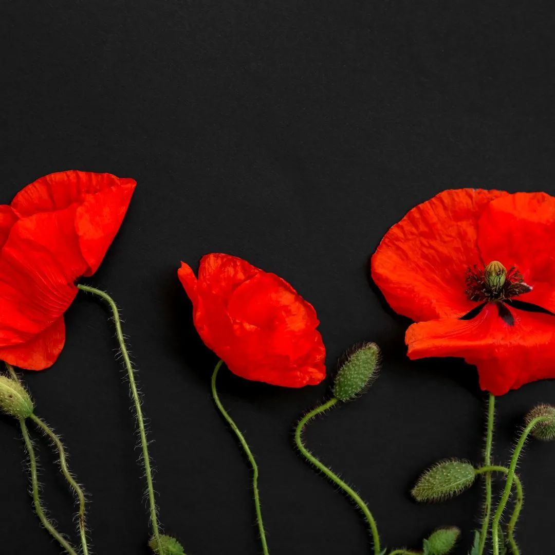 Remembrance Day Ceremony at Elmvale Cenotaph 2025
