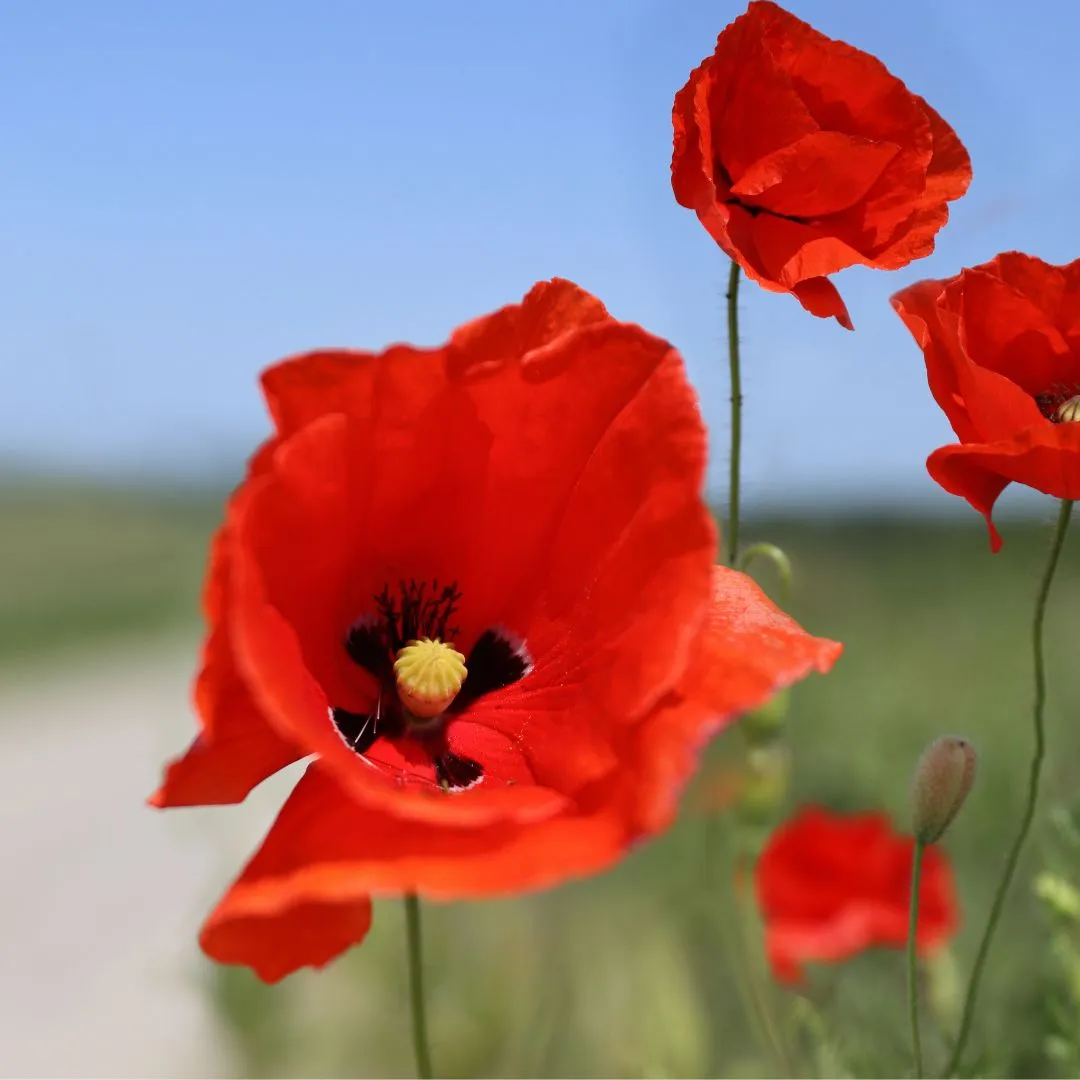 Remembrance Day Ceremony at Kimberley Hall