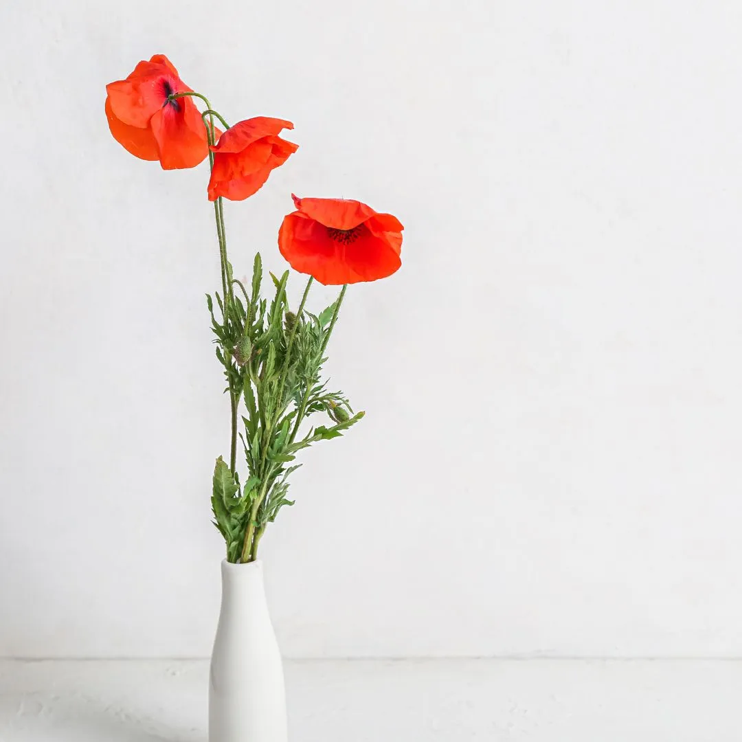 Remembrance Day Ceremony at Eugenia Cenotaph